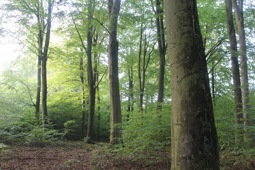 Altholzinsel im Revier Lendershagen